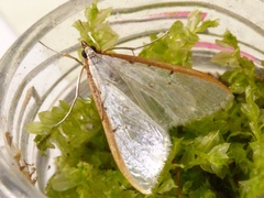 Palpita nigropunctalis