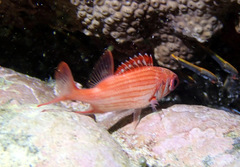 Sargocentron punctatissimum