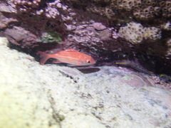 Sargocentron punctatissimum