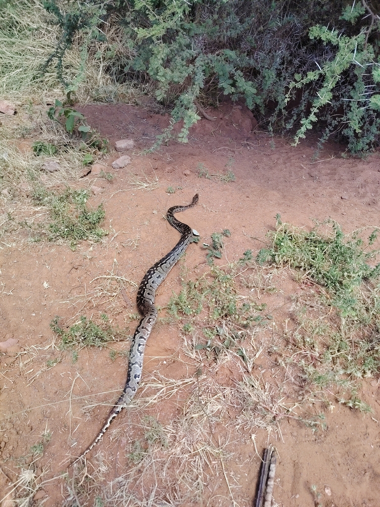African Python Rearing Up Southern African Python from Thabazimbi Local Municipality, South ...