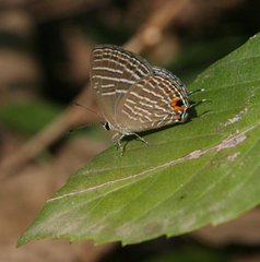 Jamides celeno aelianus
