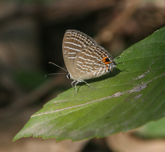 Jamides celeno aelianus