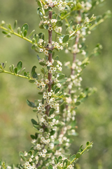 Ochetophila trinervis, photograph (c) Morten Ross, some rights reserved (CC BY)