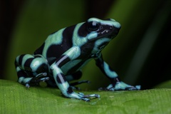 Green and Black Poison Dart Frog photo 1