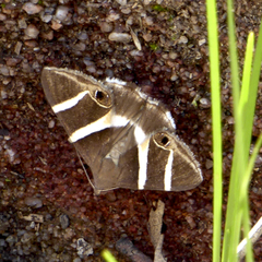 Grammodes oculicola