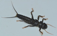 Hesperoperla pacifica