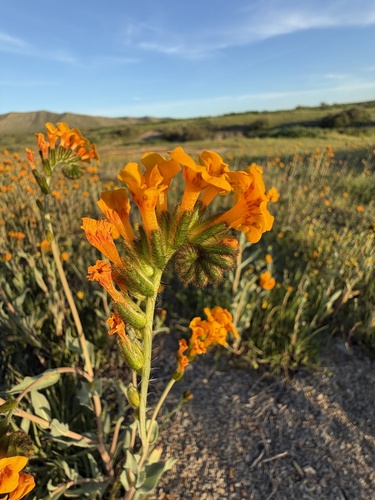 Green fiddleneck (Amsinckia vernicosa)