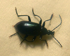 Tanychilus