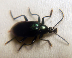 Tanychilus