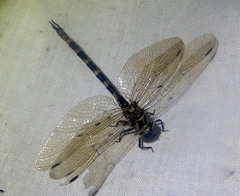 Austrocordulia territoria