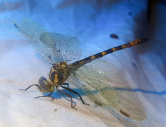 Austrocordulia territoria