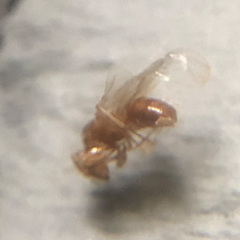Lasius interjectus