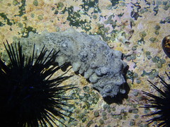 Stichopus