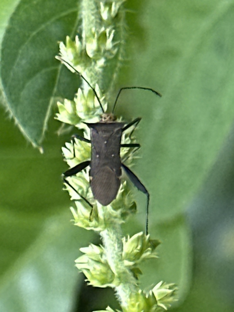 Zicca acetabularia