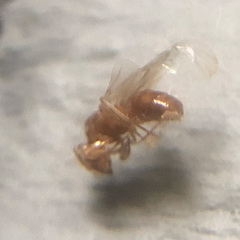 Lasius interjectus