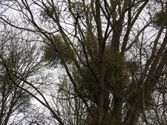 Viscum album