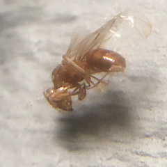 Lasius interjectus