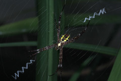 Argiope appensa