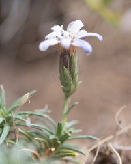 Perezia recurvata, photograph (c) Morten Ross, some rights reserved (CC BY)