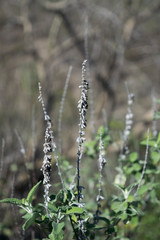 Salvia pruinosa