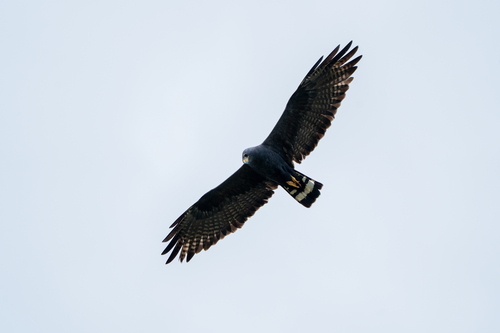 Zone-tailed Hawk (Buteo albonotatus), photo 7