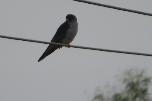 Amur Falcon