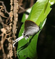 Cheritra freja evansi