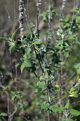 Salvia pruinosa