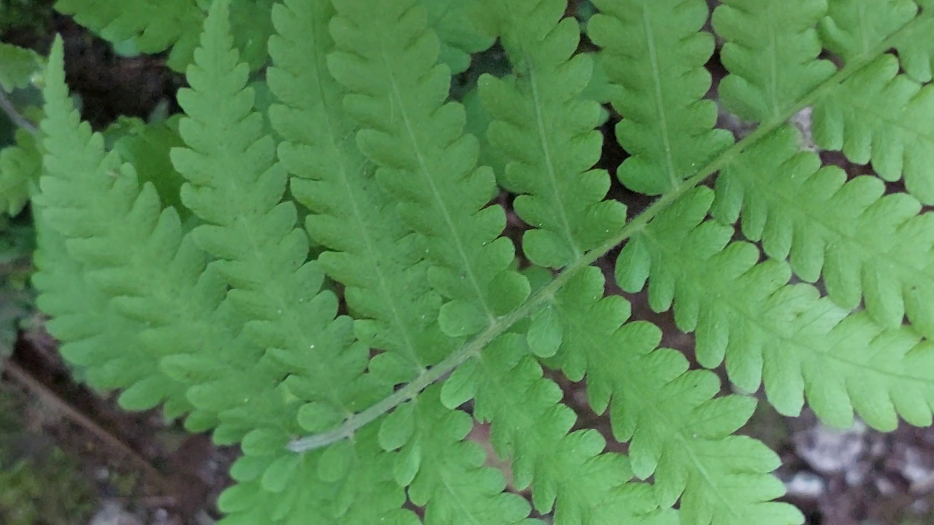 Christella dentata