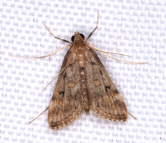 Parapoynx crisonalis