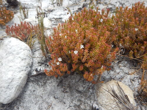 Klaver Bell (Roella goodiana)