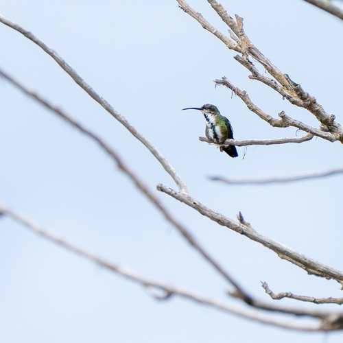 Veraguan Mango (Anthracothorax veraguensis)