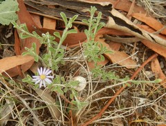 Vittadinia cuneata