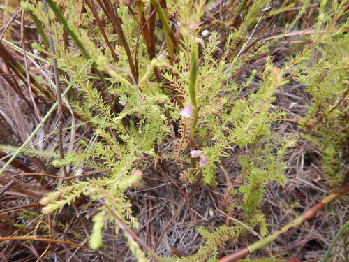 Marsh Heath (Erica heleogena)