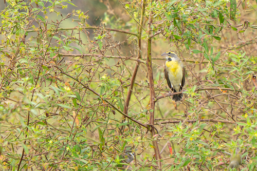 Dickcissel (Spiza americana), photo 4