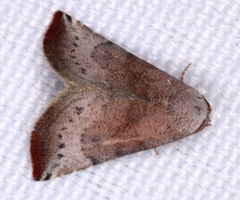 Mataeomera mesotaenia