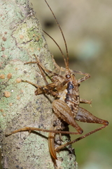 Neonetus