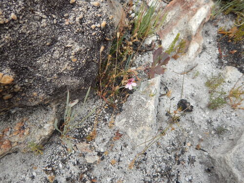 Bicolour Storksbill (Pelargonium capillare)