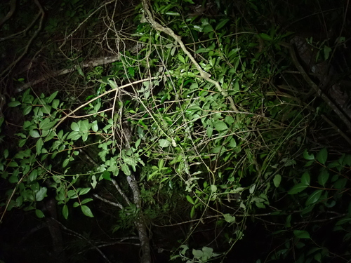 Rosette-nosed pygmy chameleon, Rhampholeon spinosus
