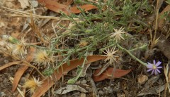 Vittadinia cuneata