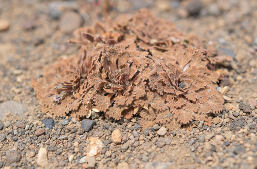 Viola volcanica, photograph 6