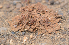 Viola volcanica, photograph (c) Morten Ross, some rights reserved (CC BY)