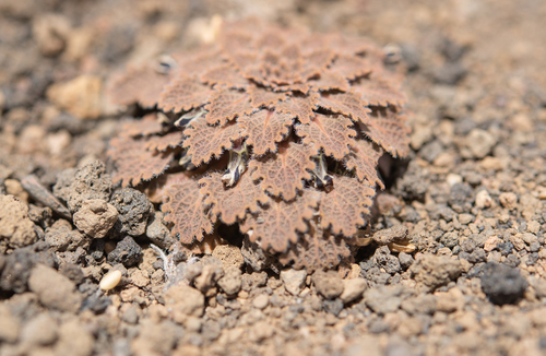 Viola volcanica, photograph 4