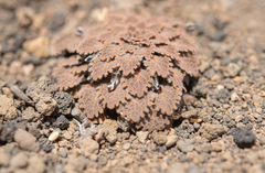 Viola volcanica, photograph (c) Morten Ross, some rights reserved (CC BY)
