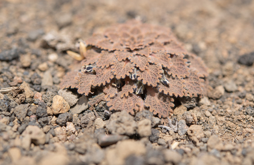 Viola volcanica, photograph 5