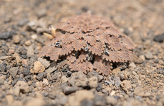 Viola volcanica, photograph (c) Morten Ross, some rights reserved (CC BY)