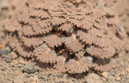 Viola volcanica, photograph 2