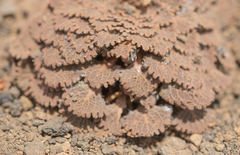 Viola volcanica, photograph (c) Morten Ross, some rights reserved (CC BY)