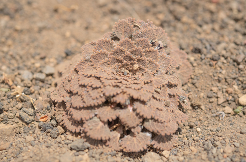 Viola volcanica, photograph 3
