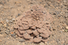 Viola volcanica, photograph (c) Morten Ross, some rights reserved (CC BY)